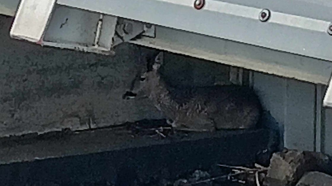 Straż Miejska w Płocku