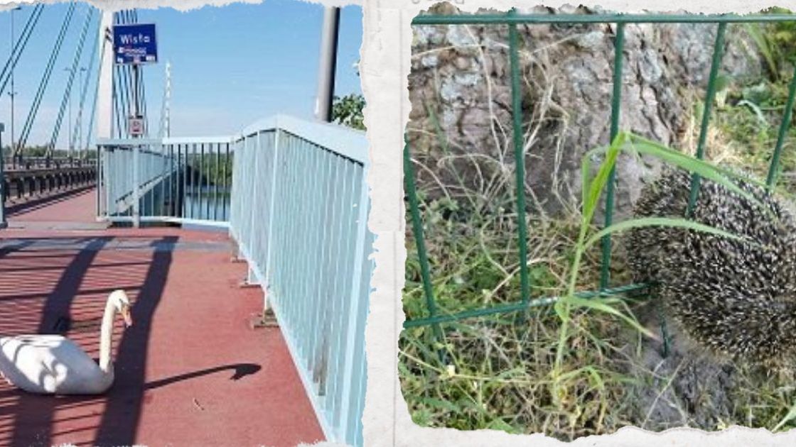 Straż Miejska w Płocku