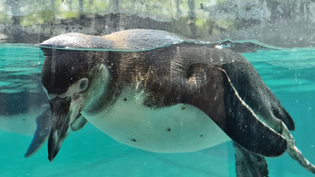 ZOO PŁOCK: Pingwiny Peruwiańskie w nowym wybiegu [FOTO]