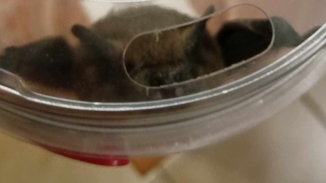 Straż Miejska w Płocku