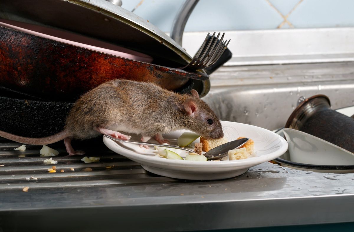 New York's bold move Rat contraception as urban pest control