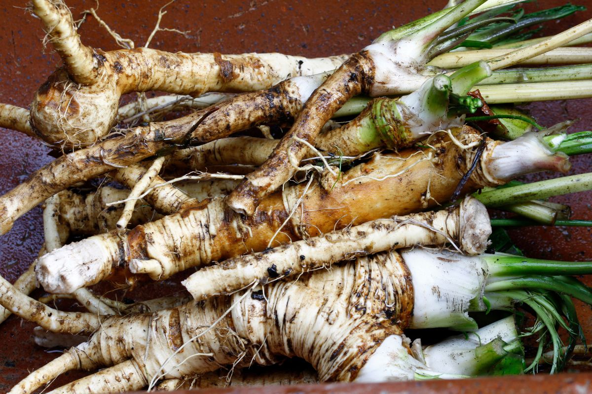 The spicy savior: Horseradish's role in enhancing health and fighting
