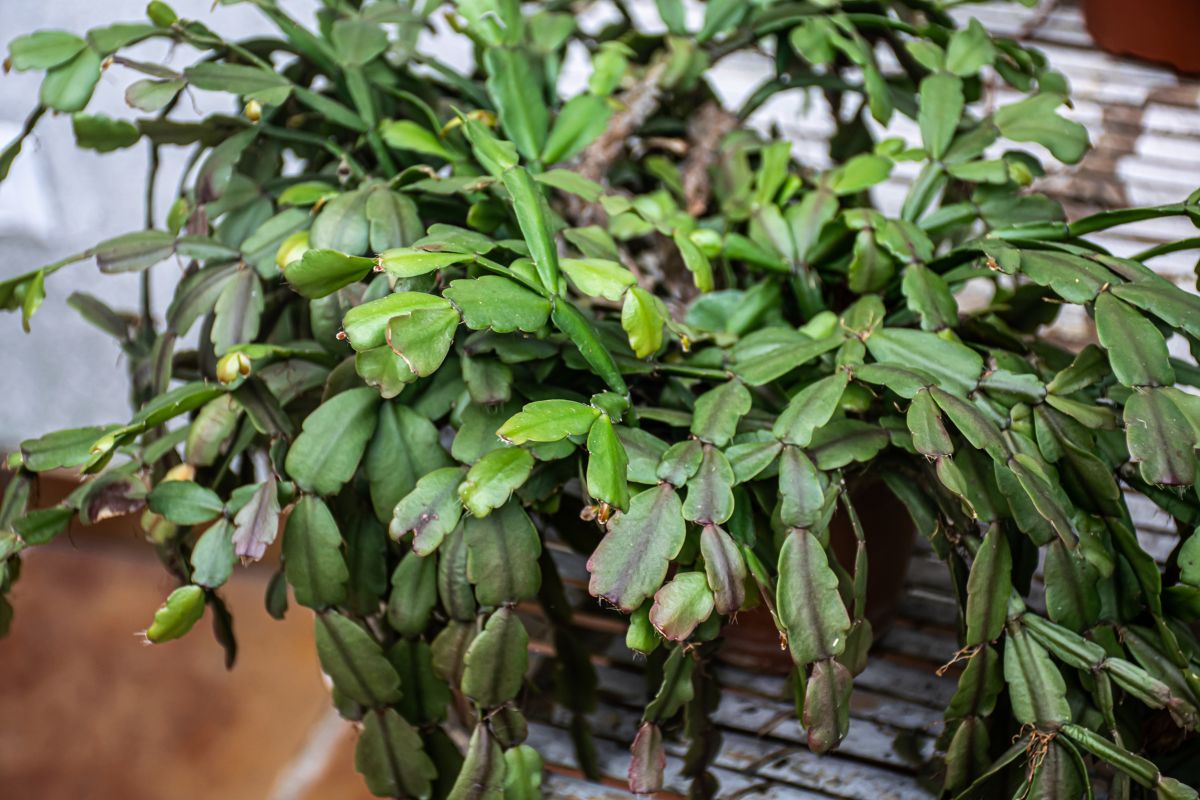 Revive Your Reluctant Christmas Cactus An Easy Guide To Diy Fertilizer