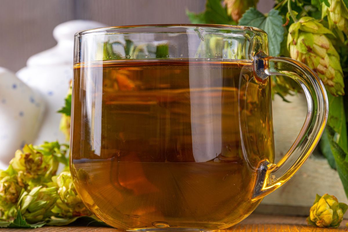 Hops infusion, a secret ancient remedy for better sleep and digestive