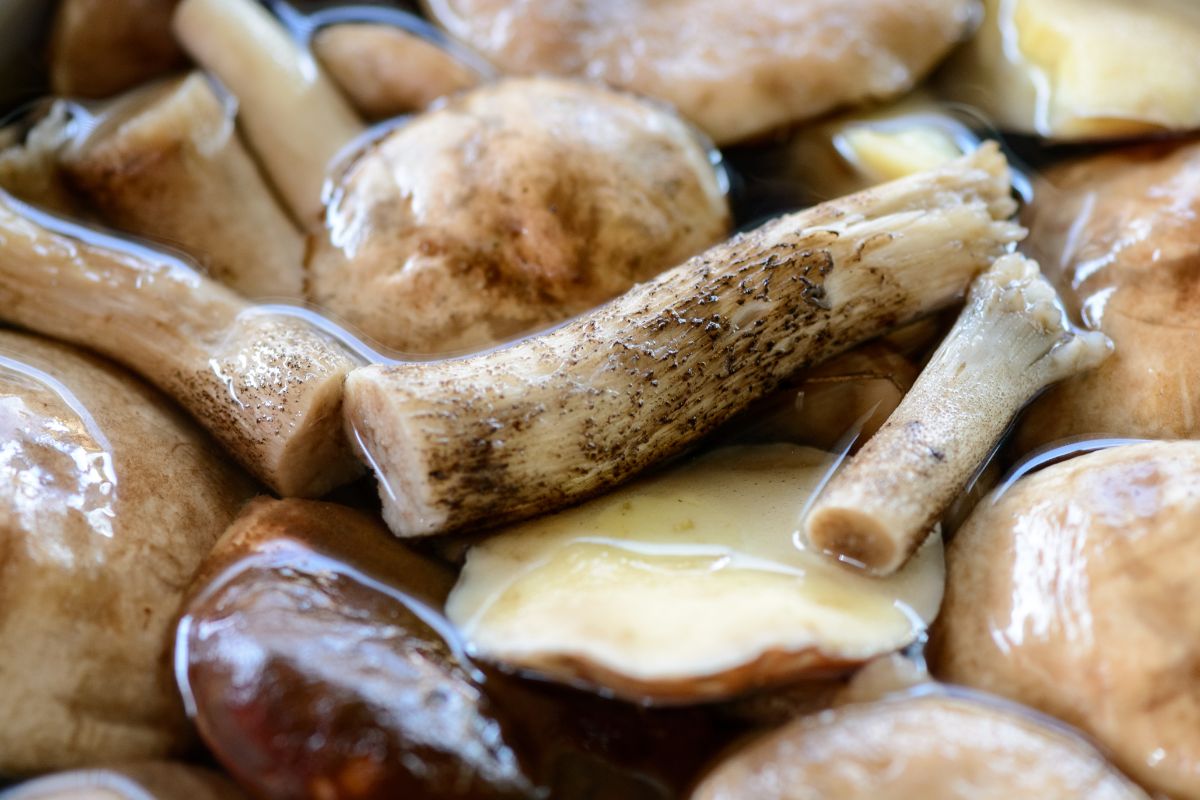Dlaczego Rozgrzana Szklanka Pęka Gdy Nalejemy Do Niej Zimnej Wody Dodaj do zimnej wody i umieść w niej grzyby. Robale będą same uciekały
