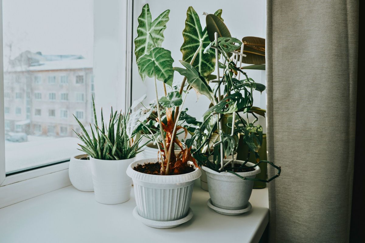 How to boost your potted plants' health in winter using homemade ...