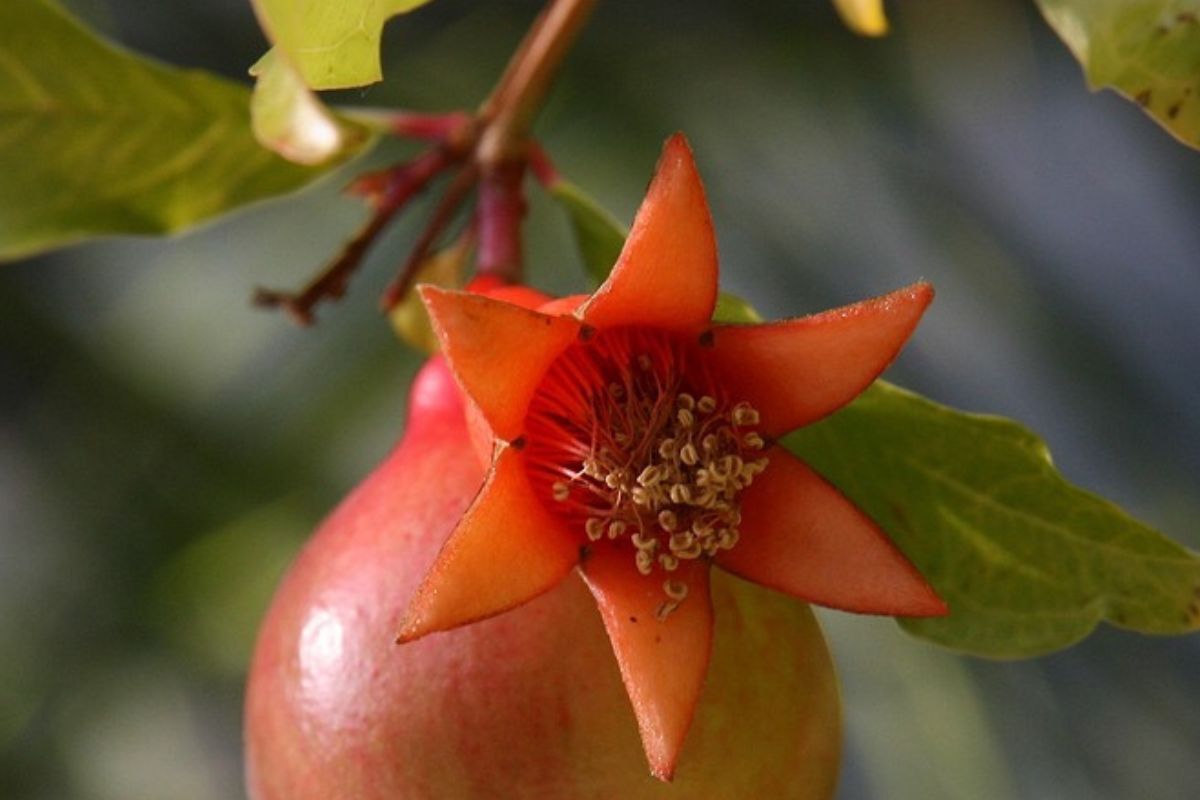 eat-instead-of-apples-the-conqueror-of-cancer-heart-disease-and-diabetes