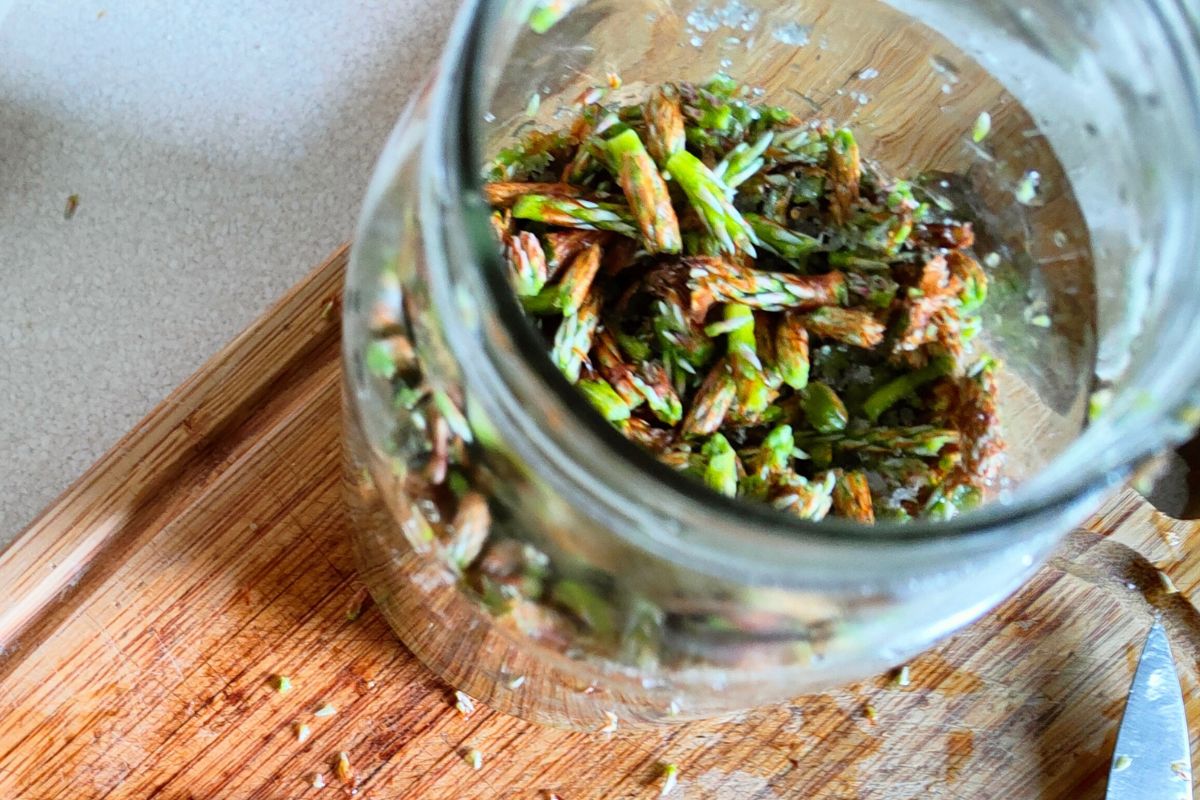 Foraged Pine Shoots Benefits