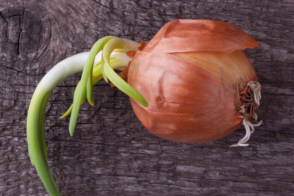 Debunking myths Are sprouting onions harmful or healthy?
