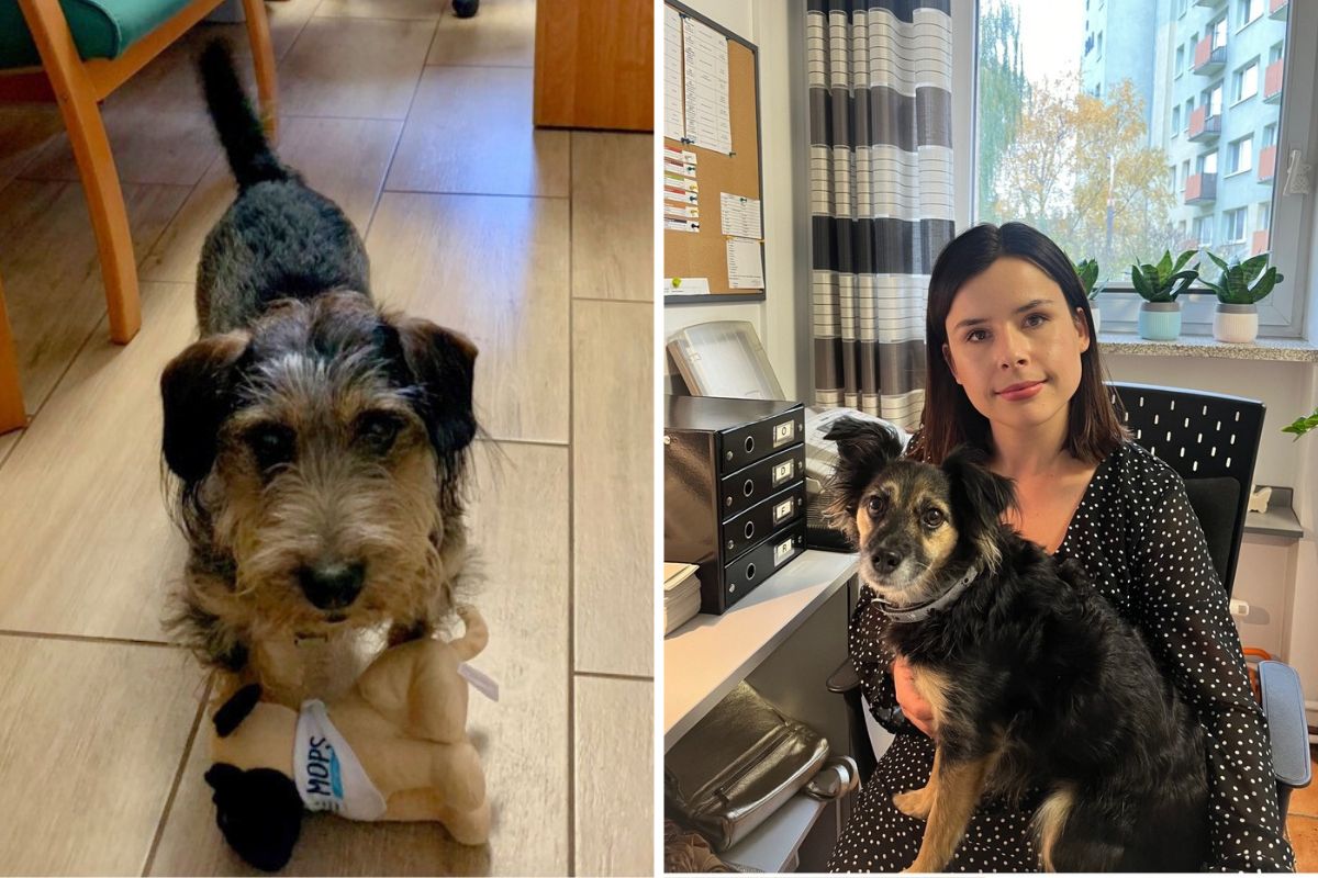 Idziesz do MOPS-u, a tam pies w szafce na akta. Nietypowe rozwiązanie z ...