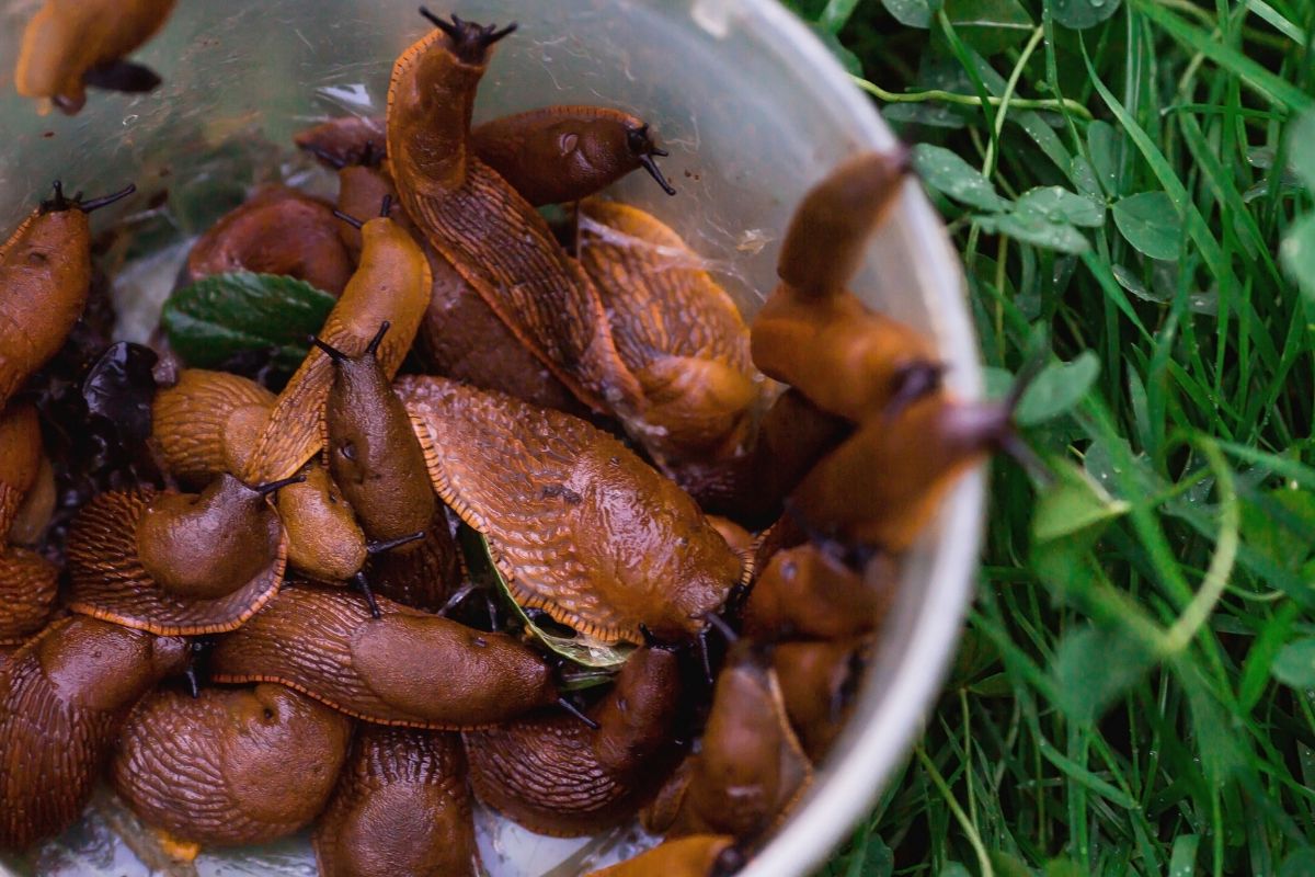 Simple trick to banish garden slugs with kitchen ingredients