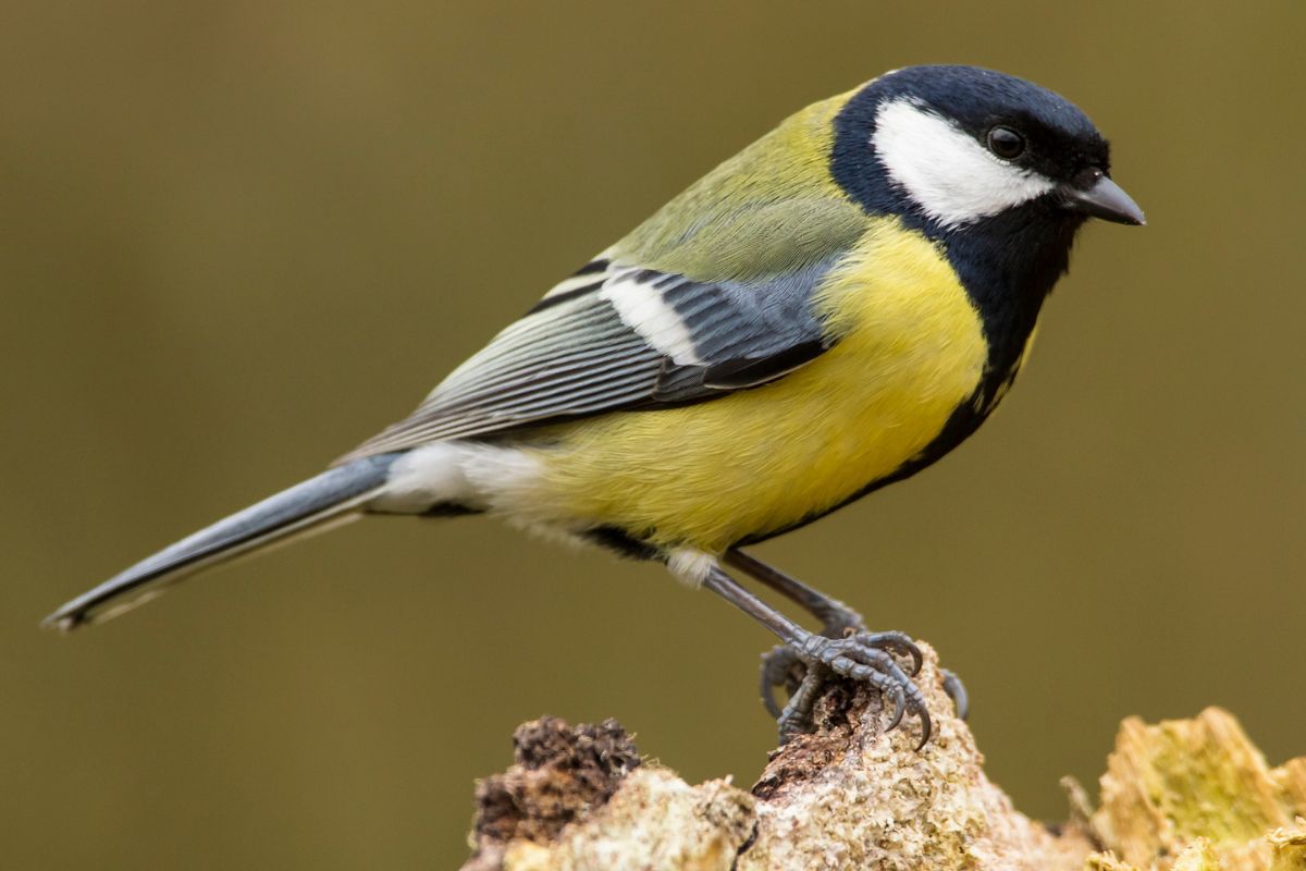 Chornobyl Radiation Alters The Gut Microbiome Of Songbirds