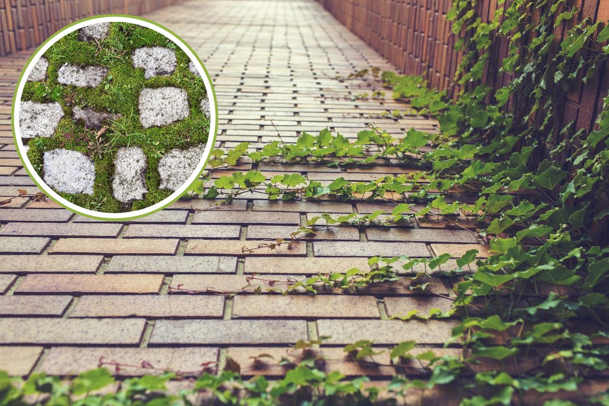 Gardening tips Eliminate weeds and moss from paving stones easily