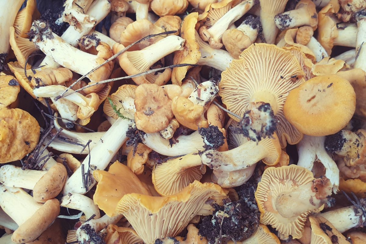 Chanterelle cleaning made easy Tips to save time and keep flavor