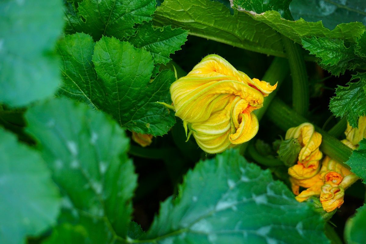Zucchini flowers The Italian delicacy that needs to embrace