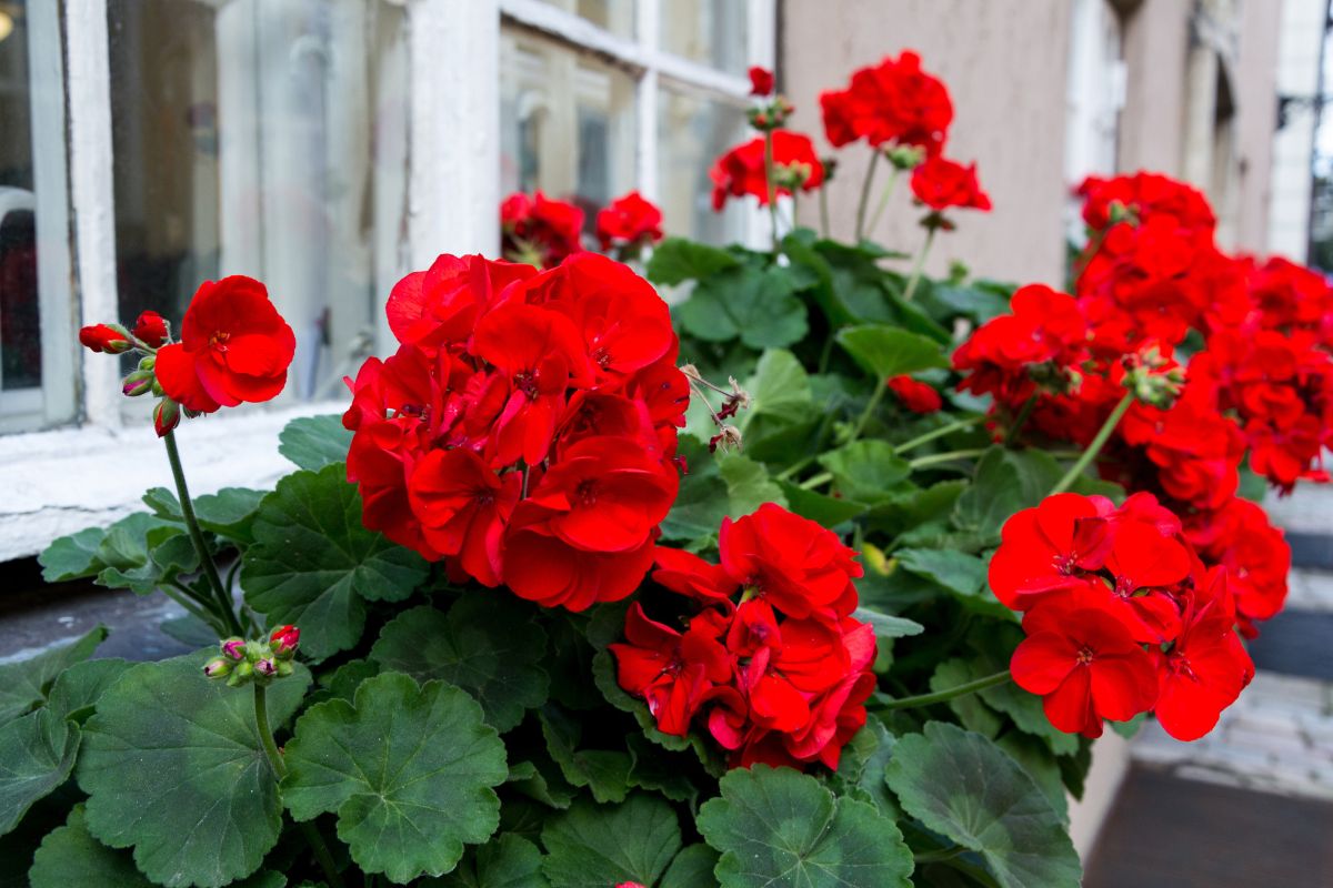 Geraniums thriving: The secret homemade nutrient revealed