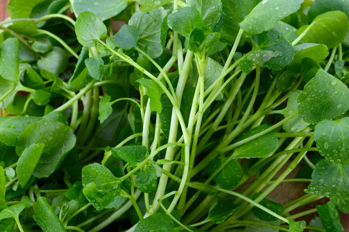 Diet rich in antiinflammatory foods, particularly leafy greens, linked