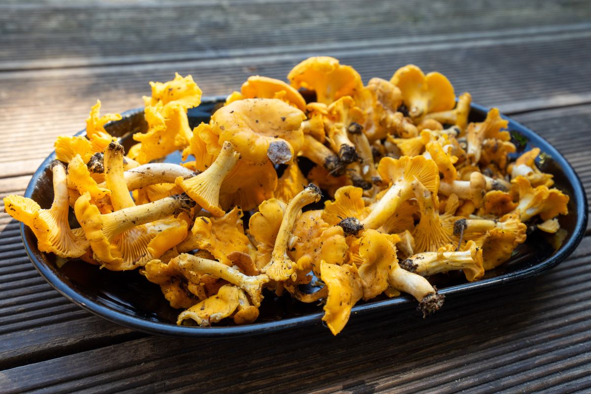 How to freeze chanterelles to savor their flavor yearround
