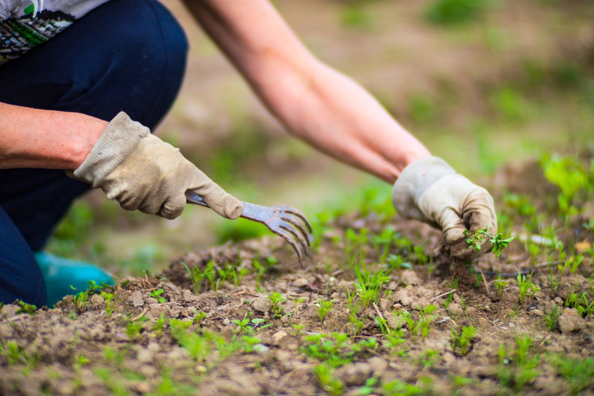 Winter garden care: How early weeding and homemade sprays can prevent ...