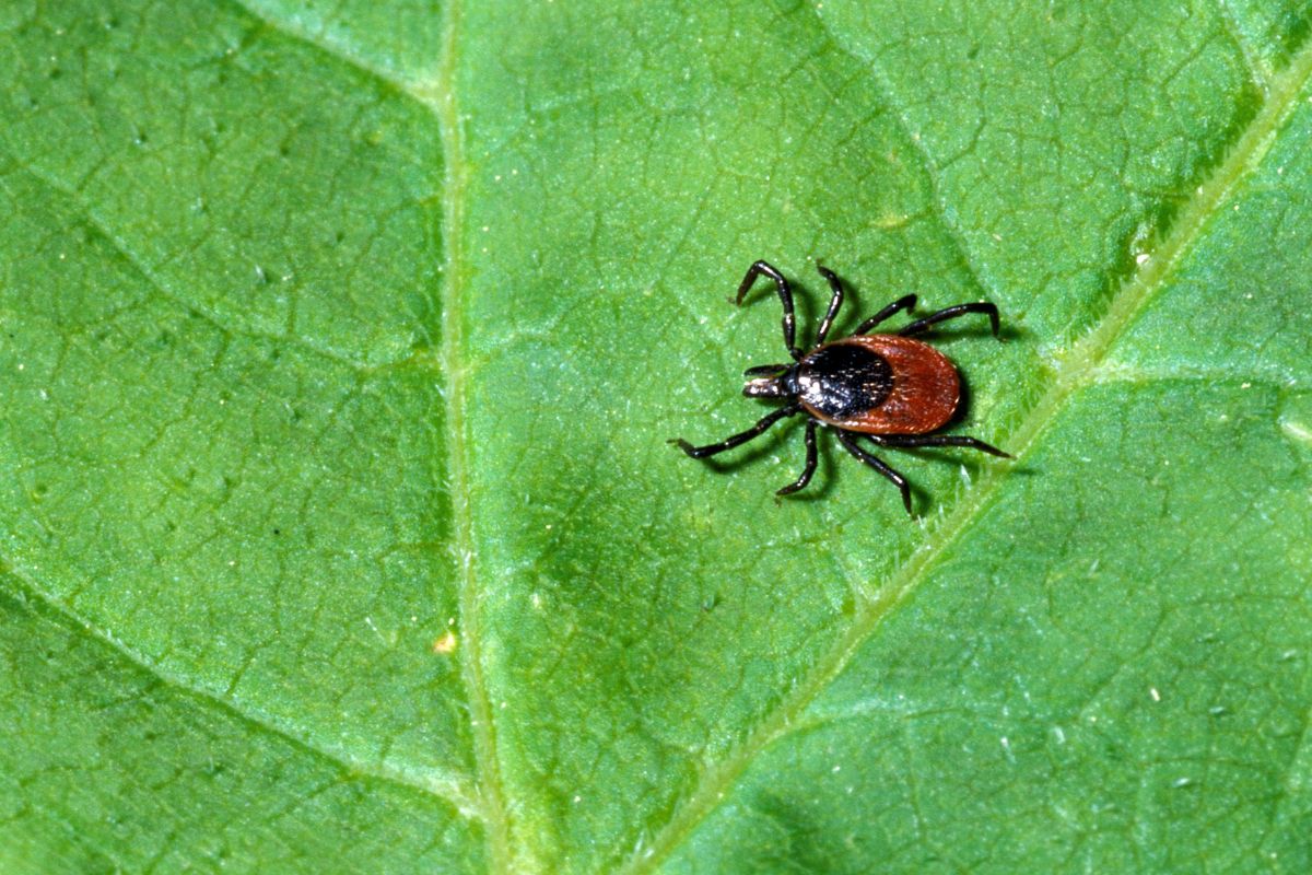 Keeping ticks at bay: The unsung heroes in your garden