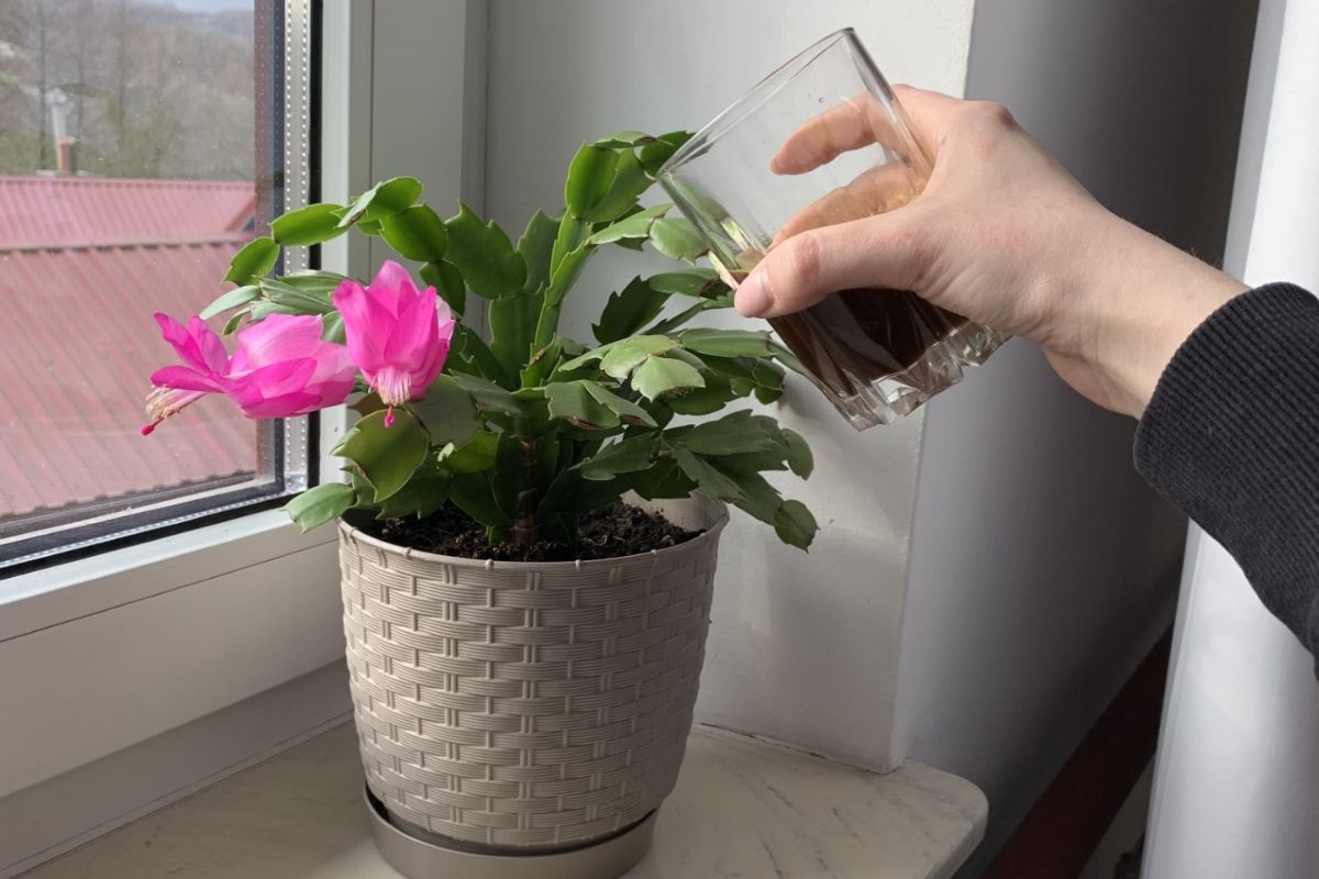 Boost your Christmas cactus bloom with unusual homemade fertilizer from