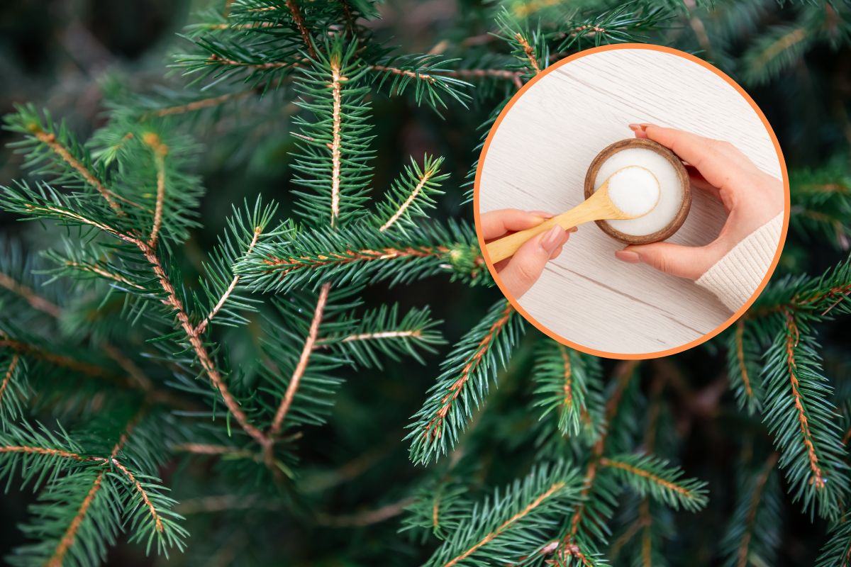 Revive your wilting Christmas tree with this simple DIY trick sugar