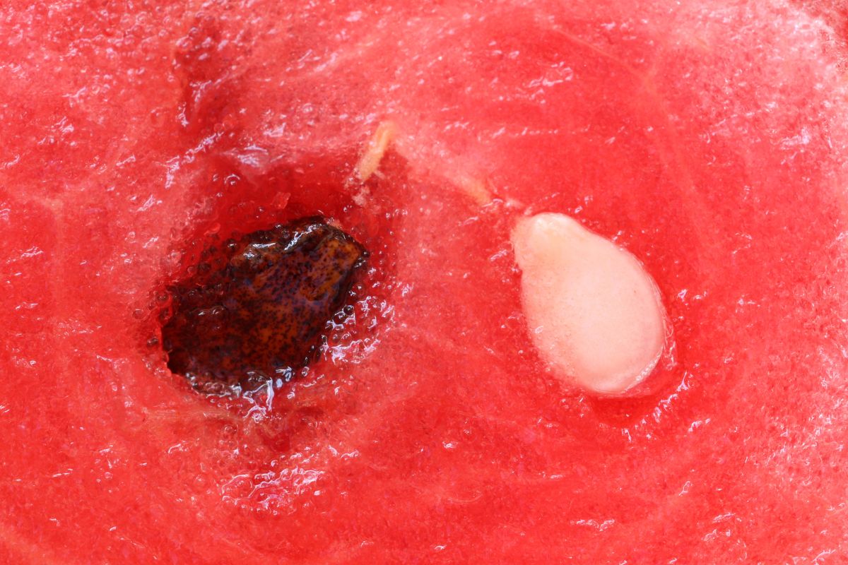 Watermelon seed myths busted Benefits of swallowing seeds