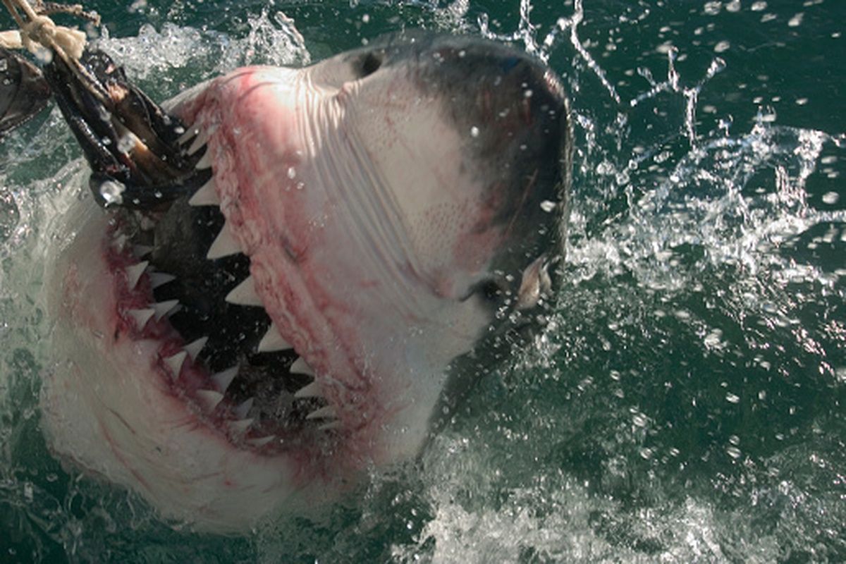 Groundbreaking research reveals sharks can taste bitterness just like