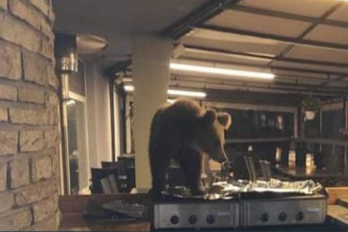 Drapieżnik w Tatrach. Niedźwiedź wszedł do hotelu w Nowym Smokowcu