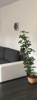 Rozmaring Apartman Pécs