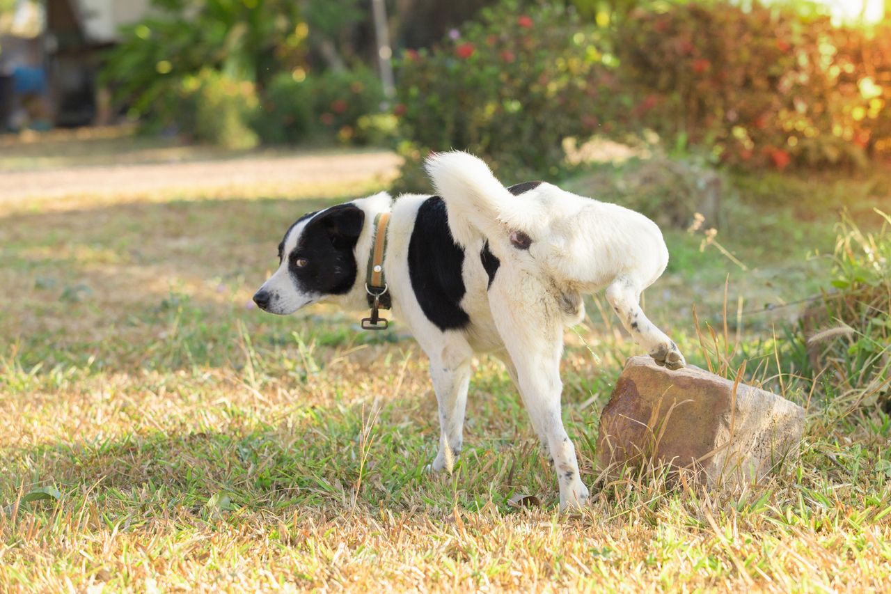 Why dogs lift their legs to urinate: Unraveling the ancient instincts  behind this common behavior