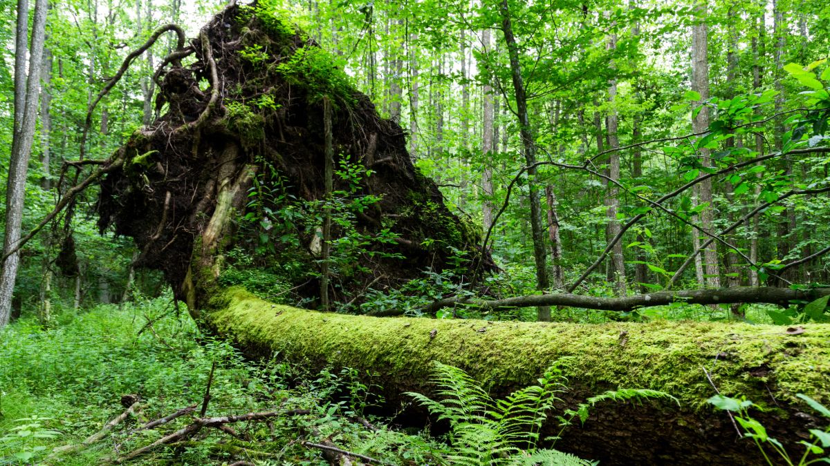 Ostatnia taka puszcza w Europie. Odkryj Białowieski Park Narodowy