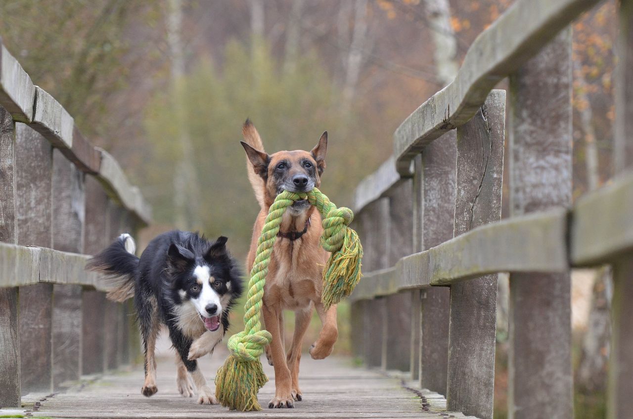 Belgian malinois best sale border collie cross