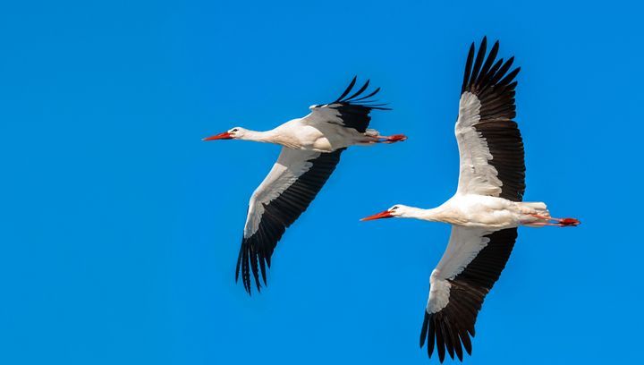 Wielki powrót bocianów. Mogą przylecieć szybciej niż myślisz
