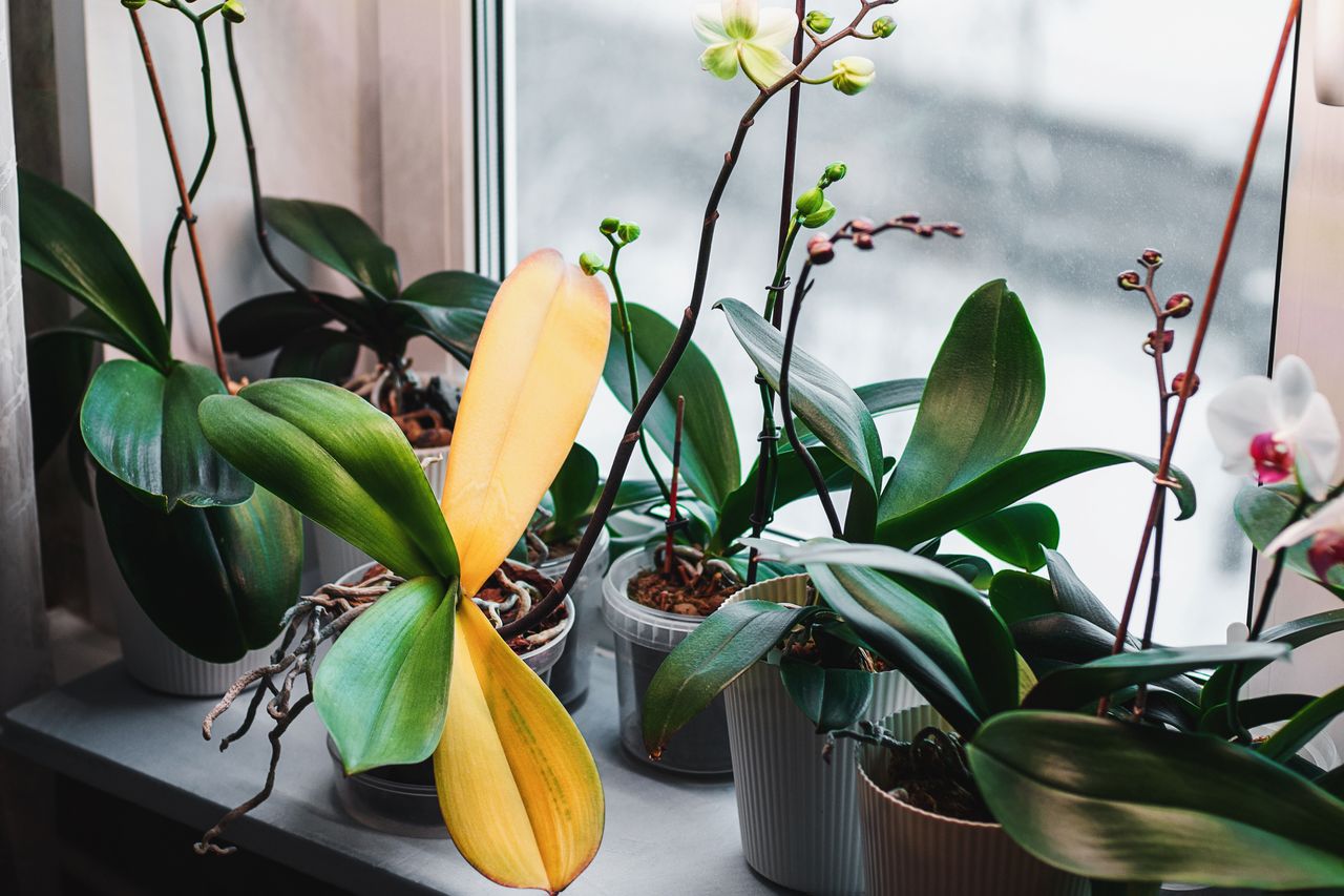 Watering orchids online