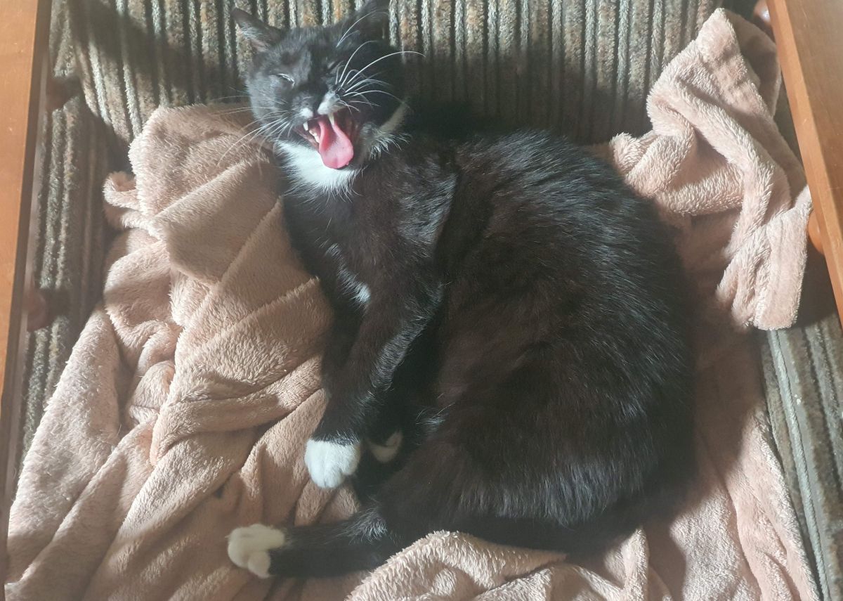 Tego koty nie lubią. 11 rzeczy, których lepiej unikać