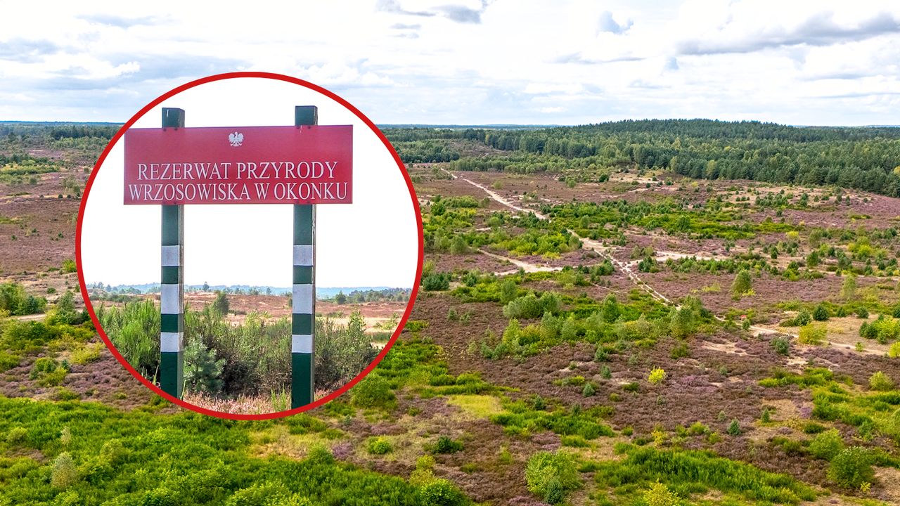 Magiczne wrzosowiska w Okonku właśnie kwitną! Został tylko tydzień, by je zobaczyć