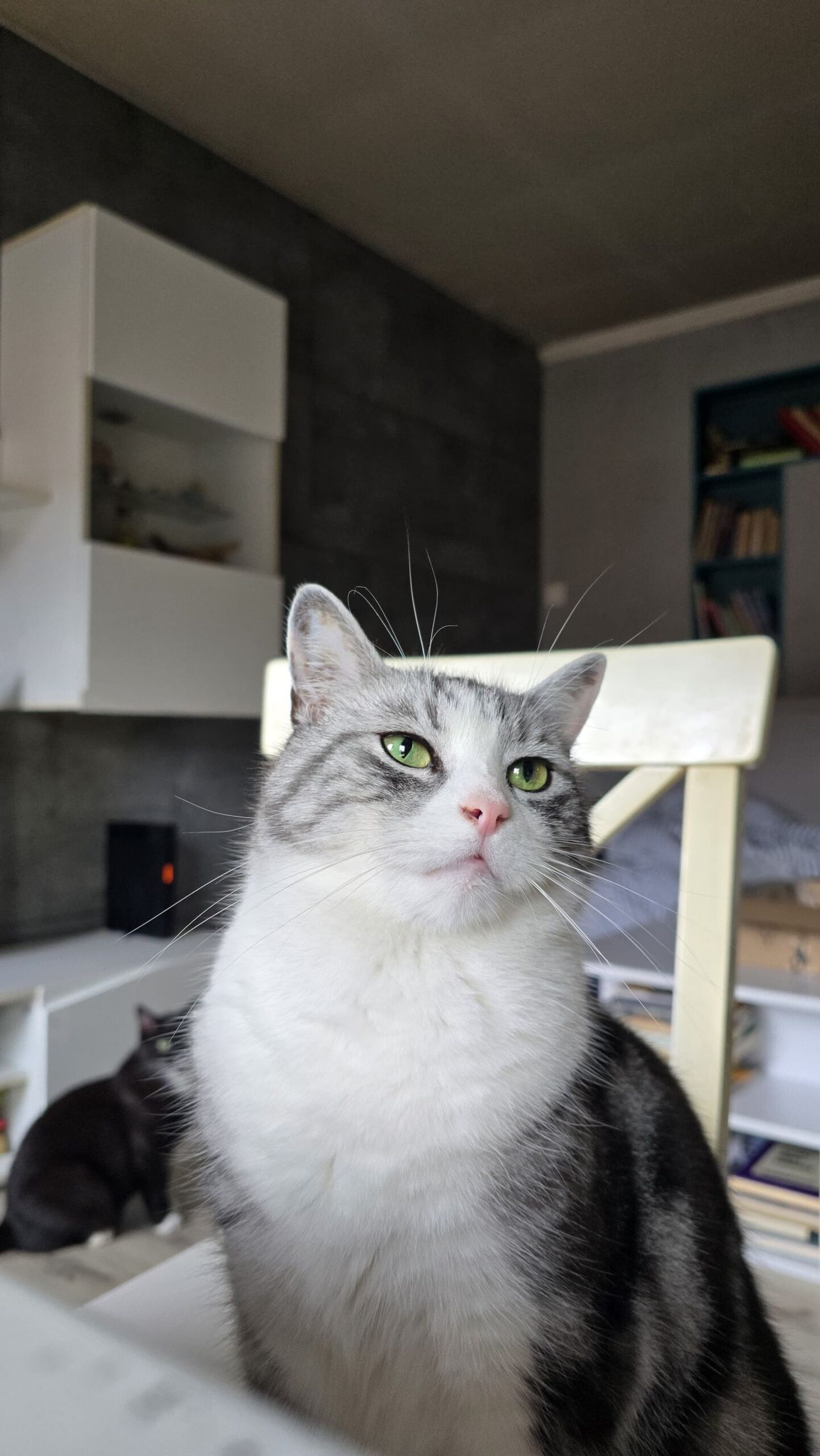 Kocia mowa twarzy, czyli co mówią kocie miny? 276 sposobów na wyrażenie emocji