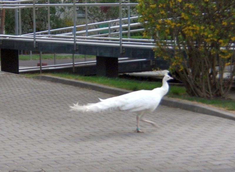 Biały paw na ulicach Mokotowa. Niezwykła akcja straży miejskiej zakończona sukcesem