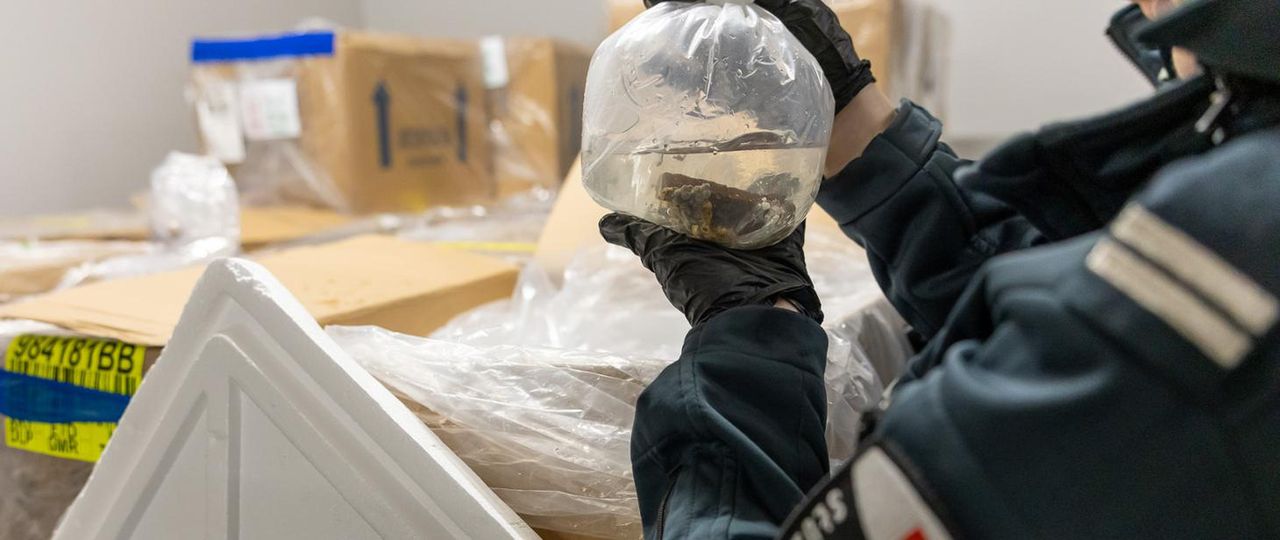 Tysiące koralowców uratowanych na lotnisku. Udaremniono przemyt z Indonezji