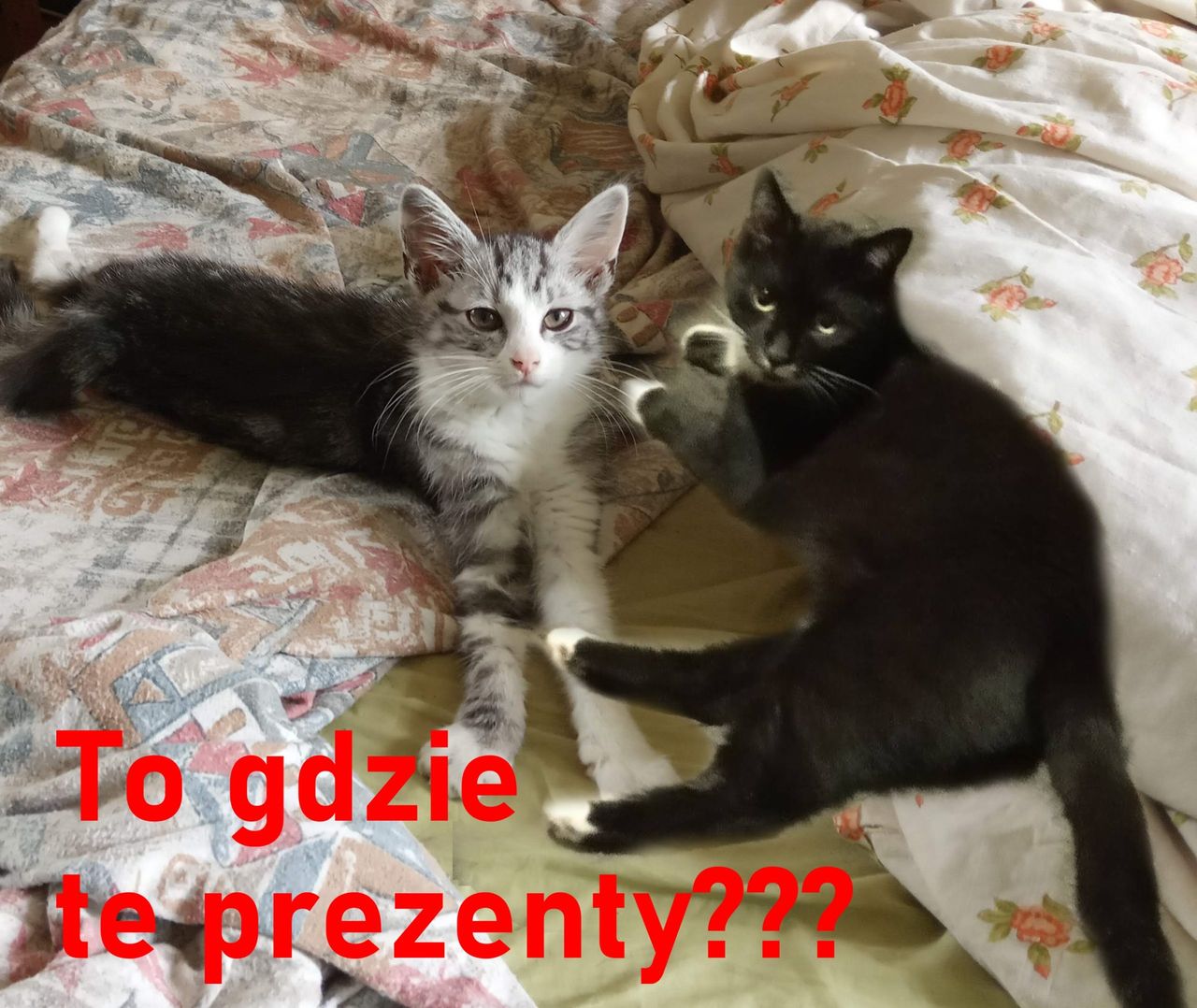 International Cat Day – dzisiaj koty świętują (głównie) w Wielkiej Brytanii!
