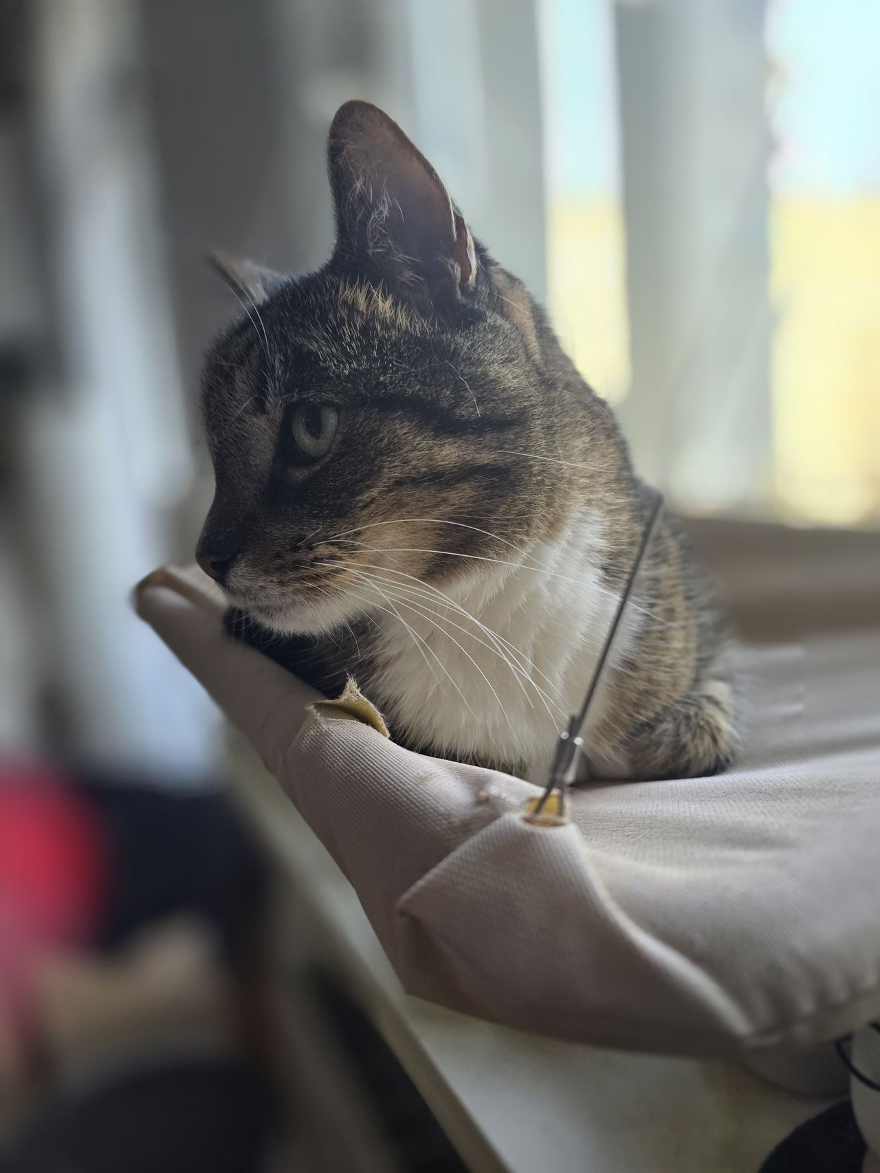 Czy koty naprawdę spadają na cztery łapy, czy to tylko mit?