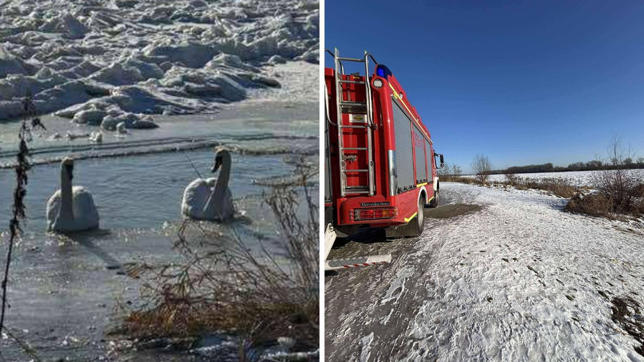 Druhowie uratowali łabędzie uwięzione w lodzie na Wiśle!