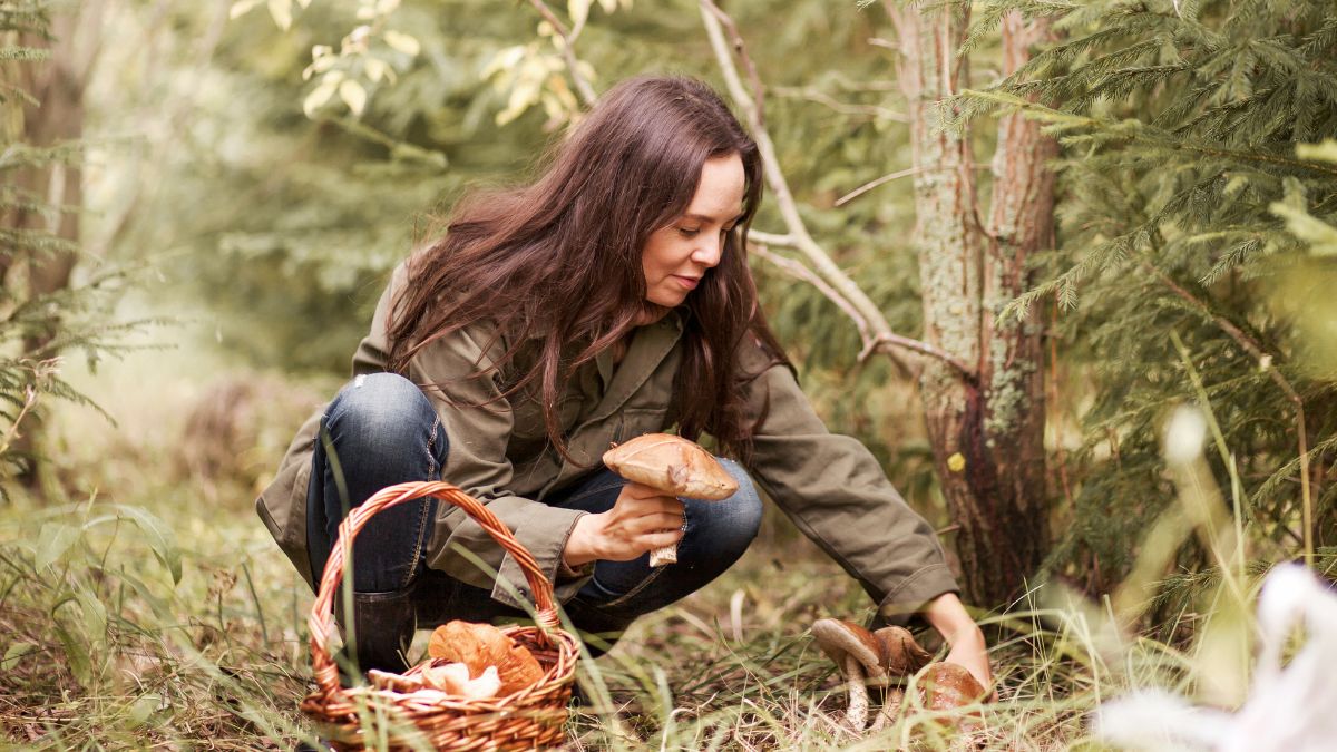 Sezon na grzyby ruszył na dobre. Leśnicy apelują o rozsądek