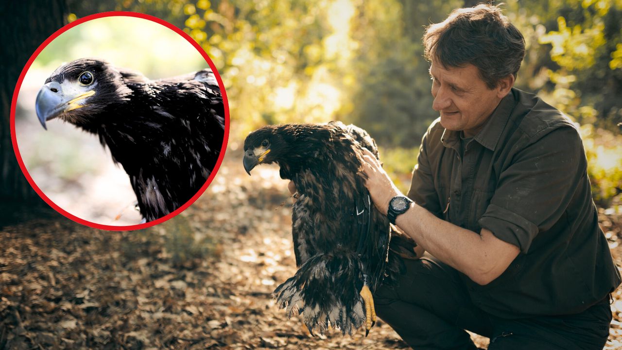 Obrączkowanie bielików w Nadleśnictwie Kaczory – młoda samica waży już 5 kg!