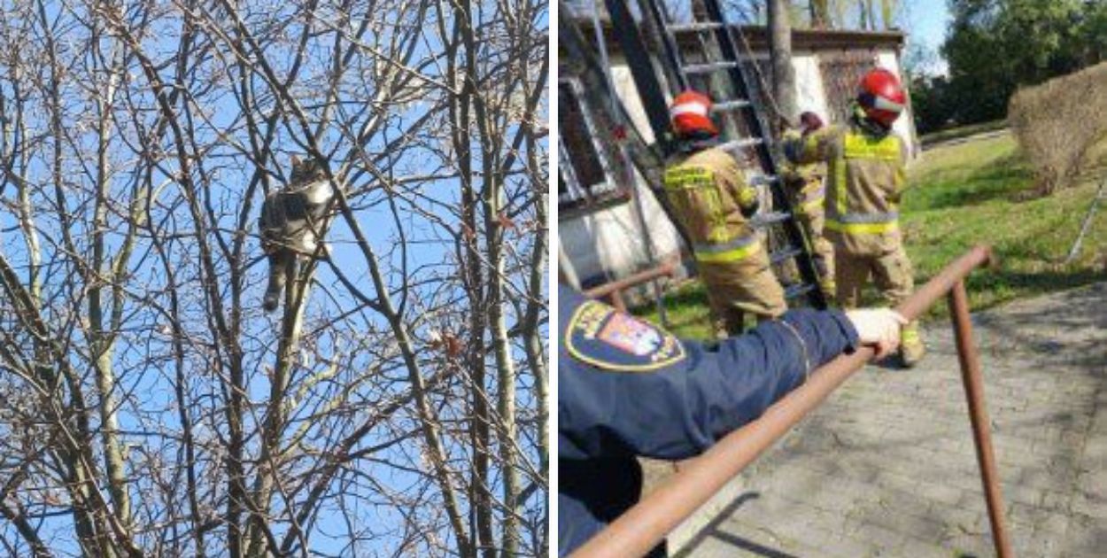 Kot utknął na drzewie przez 3 dni. Interweniowały służby – akcja zakończona sukcesem!