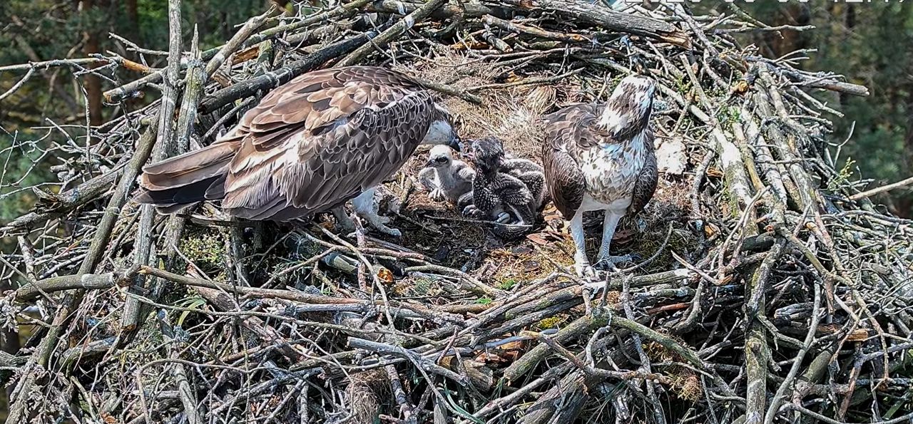 Na świat przyszły: Artur, Astrid i Zorro. To młode rybołowy z Nadleśnictwa Lipka