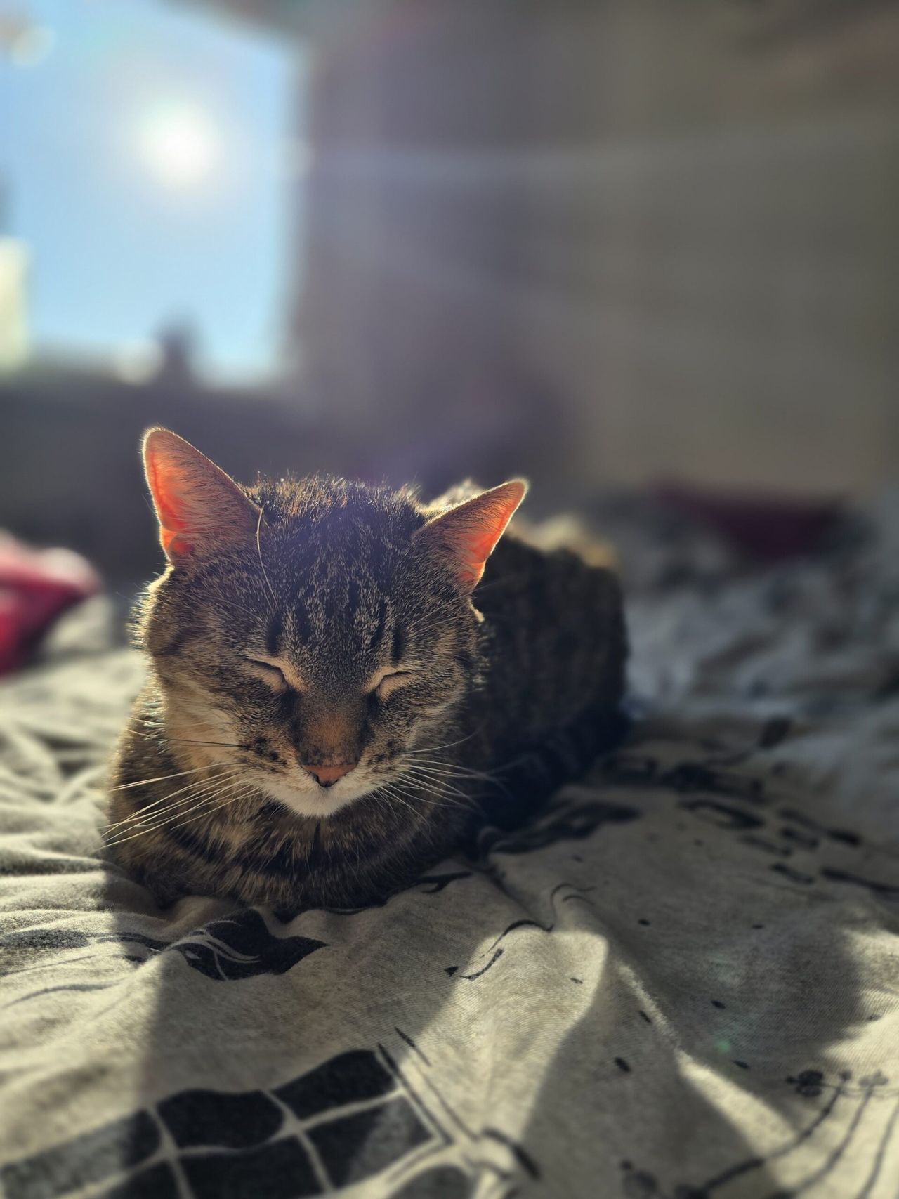 Co koty robią w maju? 10 ulubionych zajęć kotów!