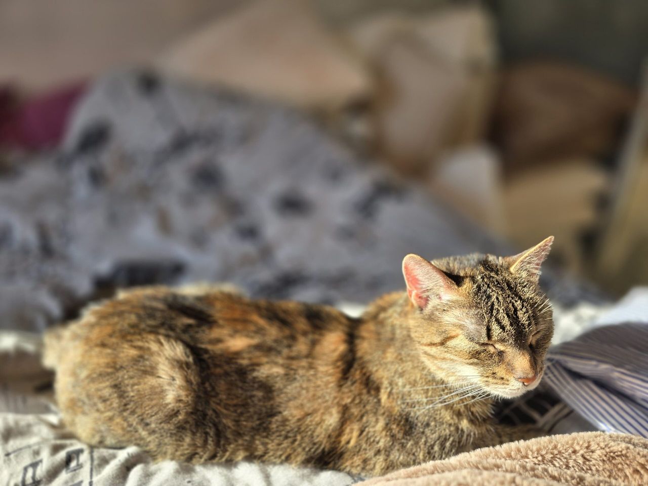 Jak sprawić, by kot czuł się bezpiecznie? 10 sprawdzonych porad