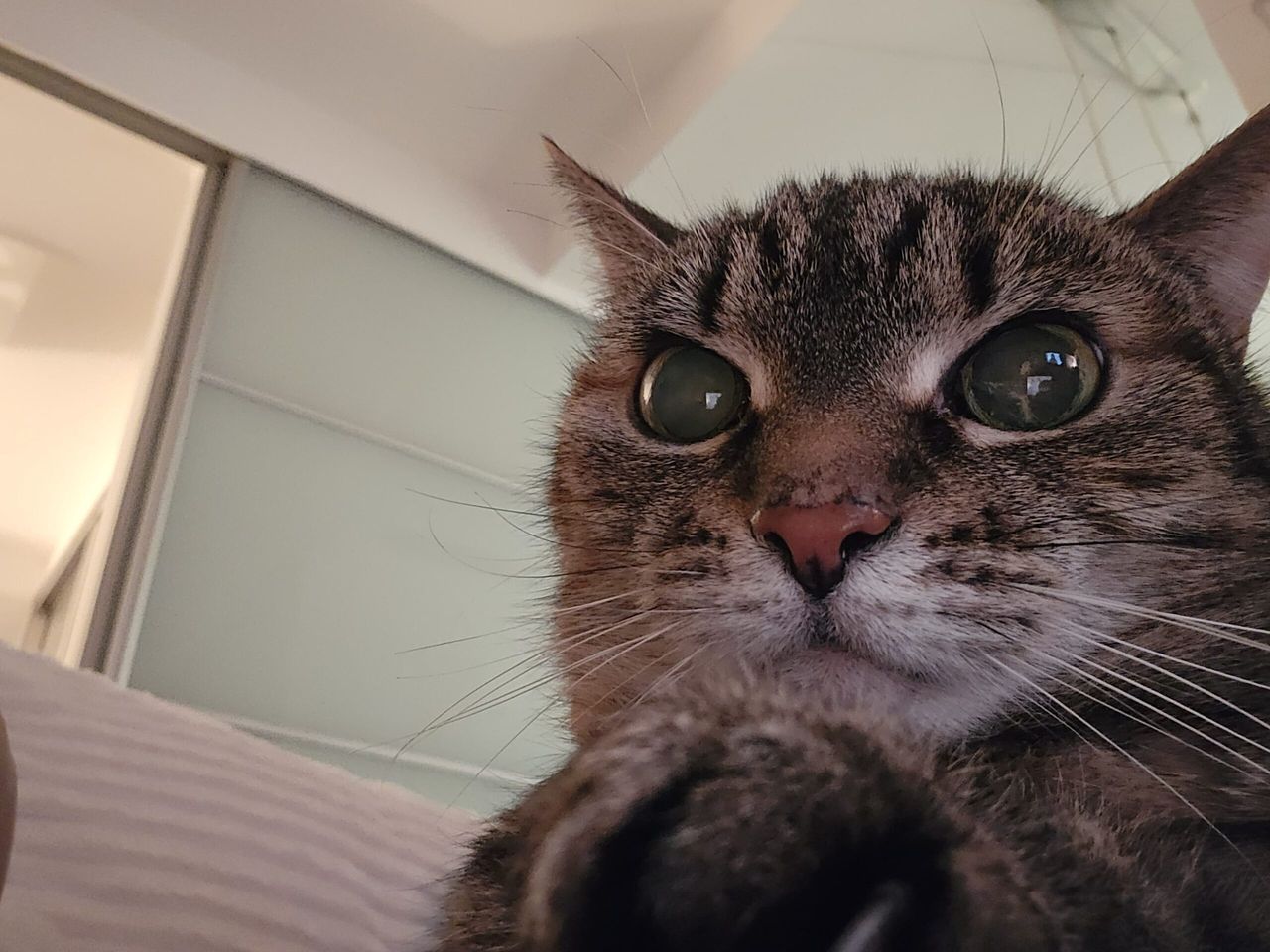 Czy Twój kot naprawdę Cię rozpoznaje? Naukowcy odkryli fascynujący sekret kociego węchu